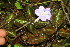  ( - BioBot06227)  @11 [ ] CreativeCommons - Attribution Non-Commercial Share-Alike (2010) Daniel H. Janzen Guanacaste Dry Forest Conservation Fund
