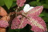  ( - BioBot06227)  @11 [ ] CreativeCommons - Attribution Non-Commercial Share-Alike (2010) Daniel H. Janzen Guanacaste Dry Forest Conservation Fund