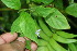  ( - BioBot06228)  @11 [ ] CreativeCommons - Attribution Non-Commercial Share-Alike (2010) Daniel H. Janzen Guanacaste Dry Forest Conservation Fund