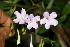  ( - BioBot06228)  @12 [ ] CreativeCommons - Attribution Non-Commercial Share-Alike (2010) Daniel H. Janzen Guanacaste Dry Forest Conservation Fund