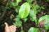  ( - BioBot06240)  @11 [ ] CreativeCommons - Attribution Non-Commercial Share-Alike (2010) Daniel H. Janzen Guanacaste Dry Forest Conservation Fund