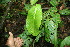  ( - BioBot06240)  @11 [ ] CreativeCommons - Attribution Non-Commercial Share-Alike (2010) Daniel H. Janzen Guanacaste Dry Forest Conservation Fund
