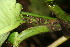 ( - BioBot06240)  @11 [ ] CreativeCommons - Attribution Non-Commercial Share-Alike (2010) Daniel H. Janzen Guanacaste Dry Forest Conservation Fund