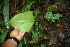  ( - BioBot06240)  @11 [ ] CreativeCommons - Attribution Non-Commercial Share-Alike (2010) Daniel H. Janzen Guanacaste Dry Forest Conservation Fund