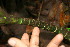  ( - BioBot06241)  @11 [ ] CreativeCommons - Attribution Non-Commercial Share-Alike (2010) Daniel H. Janzen Guanacaste Dry Forest Conservation Fund