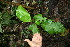 ( - BioBot06241)  @11 [ ] CreativeCommons - Attribution Non-Commercial Share-Alike (2010) Daniel H. Janzen Guanacaste Dry Forest Conservation Fund