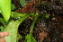  ( - BioBot06241)  @11 [ ] CreativeCommons - Attribution Non-Commercial Share-Alike (2010) Daniel H. Janzen Guanacaste Dry Forest Conservation Fund