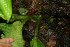  ( - BioBot06241)  @11 [ ] CreativeCommons - Attribution Non-Commercial Share-Alike (2010) Daniel H. Janzen Guanacaste Dry Forest Conservation Fund