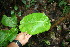  ( - BioBot06242)  @11 [ ] CreativeCommons - Attribution Non-Commercial Share-Alike (2010) Daniel H. Janzen Guanacaste Dry Forest Conservation Fund