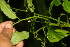  ( - BioBot06252)  @11 [ ] CreativeCommons - Attribution Non-Commercial Share-Alike (2010) Daniel H. Janzen Guanacaste Dry Forest Conservation Fund