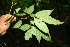  ( - BioBot06254)  @11 [ ] CreativeCommons - Attribution Non-Commercial Share-Alike (2010) Daniel H. Janzen Guanacaste Dry Forest Conservation Fund