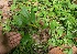  (Dalechampia - BioBot06263)  @11 [ ] CreativeCommons - Attribution Non-Commercial Share-Alike (2010) Daniel H. Janzen Guanacaste Dry Forest Conservation Fund