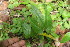  ( - BioBot06263)  @11 [ ] CreativeCommons - Attribution Non-Commercial Share-Alike (2010) Daniel H. Janzen Guanacaste Dry Forest Conservation Fund