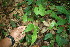  ( - BioBot06263)  @11 [ ] CreativeCommons - Attribution Non-Commercial Share-Alike (2010) Daniel H. Janzen Guanacaste Dry Forest Conservation Fund