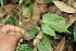 ( - BioBot06263)  @11 [ ] CreativeCommons - Attribution Non-Commercial Share-Alike (2010) Daniel H. Janzen Guanacaste Dry Forest Conservation Fund