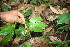  ( - BioBot06263)  @11 [ ] CreativeCommons - Attribution Non-Commercial Share-Alike (2010) Daniel H. Janzen Guanacaste Dry Forest Conservation Fund