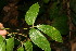  ( - BioBot06263)  @11 [ ] CreativeCommons - Attribution Non-Commercial Share-Alike (2010) Daniel H. Janzen Guanacaste Dry Forest Conservation Fund