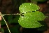  ( - BioBot06263)  @11 [ ] CreativeCommons - Attribution Non-Commercial Share-Alike (2010) Daniel H. Janzen Guanacaste Dry Forest Conservation Fund