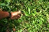 ( - BioBot06264)  @11 [ ] CreativeCommons - Attribution Non-Commercial Share-Alike (2010) Daniel H. Janzen Guanacaste Dry Forest Conservation Fund