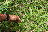  ( - BioBot06264)  @11 [ ] CreativeCommons - Attribution Non-Commercial Share-Alike (2010) Daniel H. Janzen Guanacaste Dry Forest Conservation Fund