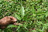  ( - BioBot06264)  @11 [ ] CreativeCommons - Attribution Non-Commercial Share-Alike (2010) Daniel H. Janzen Guanacaste Dry Forest Conservation Fund