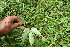  ( - BioBot06264)  @11 [ ] CreativeCommons - Attribution Non-Commercial Share-Alike (2010) Daniel H. Janzen Guanacaste Dry Forest Conservation Fund