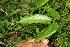  ( - BioBot06264)  @11 [ ] CreativeCommons - Attribution Non-Commercial Share-Alike (2010) Daniel H. Janzen Guanacaste Dry Forest Conservation Fund