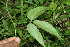  ( - BioBot06264)  @11 [ ] CreativeCommons - Attribution Non-Commercial Share-Alike (2010) Daniel H. Janzen Guanacaste Dry Forest Conservation Fund