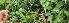  ( - BioBot06265)  @11 [ ] CreativeCommons - Attribution Non-Commercial Share-Alike (2010) Daniel H. Janzen Guanacaste Dry Forest Conservation Fund