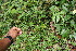  ( - BioBot06265)  @11 [ ] CreativeCommons - Attribution Non-Commercial Share-Alike (2010) Daniel H. Janzen Guanacaste Dry Forest Conservation Fund
