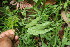 ( - BioBot06265)  @11 [ ] CreativeCommons - Attribution Non-Commercial Share-Alike (2010) Daniel H. Janzen Guanacaste Dry Forest Conservation Fund
