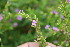  ( - BioBot06266)  @11 [ ] CreativeCommons - Attribution Non-Commercial Share-Alike (2010) Daniel H. Janzen Guanacaste Dry Forest Conservation Fund