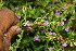  ( - BioBot06266)  @11 [ ] CreativeCommons - Attribution Non-Commercial Share-Alike (2010) Daniel H. Janzen Guanacaste Dry Forest Conservation Fund