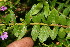  (Cuphea calophylla - BioBot06266)  @11 [ ] CreativeCommons - Attribution Non-Commercial Share-Alike (2010) Daniel H. Janzen Guanacaste Dry Forest Conservation Fund