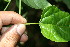  (Plukenetia - BioBot06275)  @11 [ ] CreativeCommons - Attribution Non-Commercial Share-Alike (2010) Daniel H. Janzen Guanacaste Dry Forest Conservation Fund