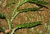  (Araceae Jorge127 - BioBot06283)  @11 [ ] CreativeCommons - Attribution Non-Commercial Share-Alike (2010) Daniel H. Janzen Guanacaste Dry Forest Conservation Fund