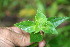  ( - BioBot06285)  @11 [ ] CreativeCommons - Attribution Non-Commercial Share-Alike (2010) Daniel H. Janzen Guanacaste Dry Forest Conservation Fund