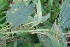  ( - BioBot06291)  @11 [ ] CreativeCommons - Attribution Non-Commercial Share-Alike (2010) Daniel H. Janzen Guanacaste Dry Forest Conservation Fund