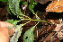  ( - BioBot06304)  @11 [ ] CreativeCommons - Attribution Non-Commercial Share-Alike (2010) Daniel H. Janzen Guanacaste Dry Forest Conservation Fund