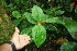  (Clidemia setosa - BioBot06327)  @11 [ ] CreativeCommons - Attribution Non-Commercial Share-Alike (2010) Daniel H. Janzen Guanacaste Dry Forest Conservation Fund