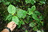  ( - BioBot06328)  @11 [ ] CreativeCommons - Attribution Non-Commercial Share-Alike (2010) Daniel H. Janzen Guanacaste Dry Forest Conservation Fund