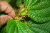  ( - BioBot06328)  @11 [ ] CreativeCommons - Attribution Non-Commercial Share-Alike (2010) Daniel H. Janzen Guanacaste Dry Forest Conservation Fund