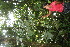  ( - BioBot06333)  @11 [ ] CreativeCommons - Attribution Non-Commercial Share-Alike (2010) Daniel H. Janzen Guanacaste Dry Forest Conservation Fund