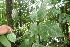  ( - BioBot06333)  @11 [ ] CreativeCommons - Attribution Non-Commercial Share-Alike (2010) Daniel H. Janzen Guanacaste Dry Forest Conservation Fund