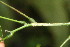  ( - BioBot06333)  @11 [ ] CreativeCommons - Attribution Non-Commercial Share-Alike (2010) Daniel H. Janzen Guanacaste Dry Forest Conservation Fund