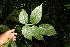  ( - BioBot06333)  @11 [ ] CreativeCommons - Attribution Non-Commercial Share-Alike (2010) Daniel H. Janzen Guanacaste Dry Forest Conservation Fund