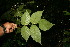  ( - BioBot06333)  @11 [ ] CreativeCommons - Attribution Non-Commercial Share-Alike (2010) Daniel H. Janzen Guanacaste Dry Forest Conservation Fund