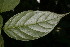  ( - BioBot06333)  @11 [ ] CreativeCommons - Attribution Non-Commercial Share-Alike (2010) Daniel H. Janzen Guanacaste Dry Forest Conservation Fund