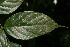  ( - BioBot06333)  @11 [ ] CreativeCommons - Attribution Non-Commercial Share-Alike (2010) Daniel H. Janzen Guanacaste Dry Forest Conservation Fund