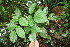  ( - BioBot06334)  @11 [ ] CreativeCommons - Attribution Non-Commercial Share-Alike (2010) Daniel H. Janzen Guanacaste Dry Forest Conservation Fund